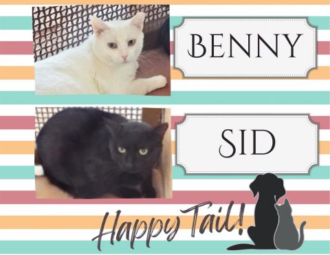 Cat, Mammal, Pet. Text: BENNY SID Happy Tail!