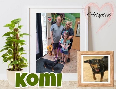 Herbal, Plant, Potted Plant. Text: Adopted