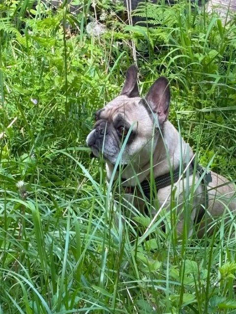 Bulldog, Canine, French Bulldog.