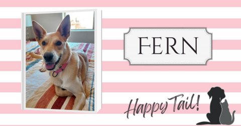 Greeting Card, Mail, Dog. Text: FERN Happy Tail!