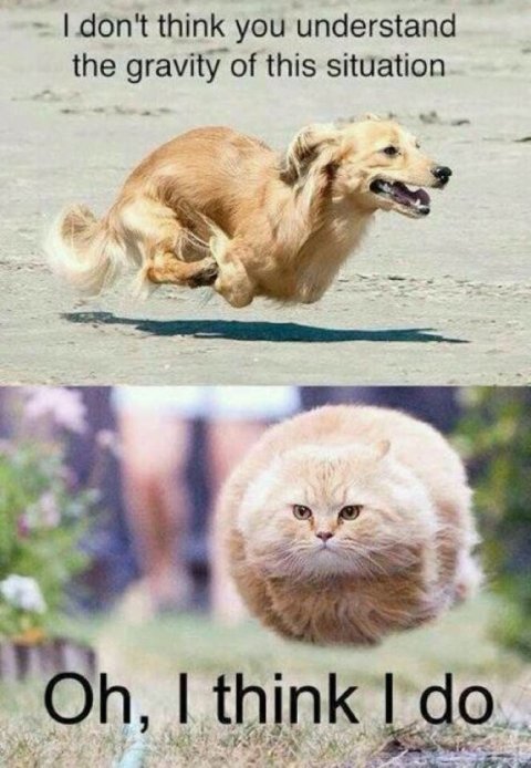 Dog, Golden Retriever, Cat. Text: I don't think you understand the gravity of this situation Oh, I think I do