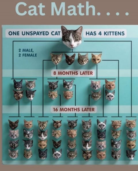 Cat, Kitten, Symbol. Text: Cat Math.... ONE UNSPAYED CAT HAS 4 KITTENS 2 MALE, 2 FEMALE 8 MONTHS LATER 16 MONTHS LATER