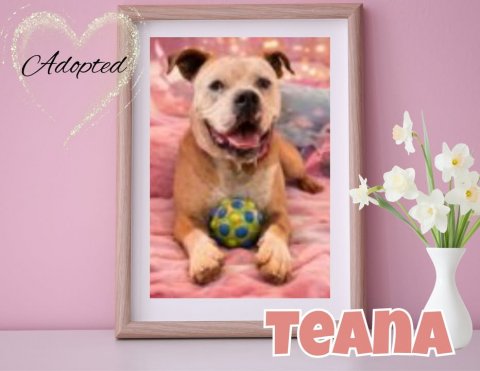 Greeting Card, Mail, Dog. Text: Adopted