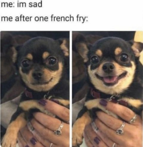 Canine, Chihuahua, Dog. Text: me: im sad me after one french fry: