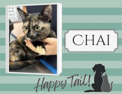 Cat, Pet, Dog. Text: CHAI Happy Tail!
