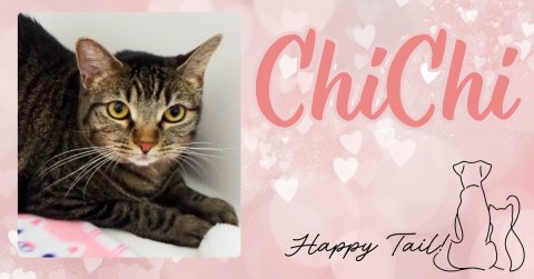 Greeting Card, Mail, Cat. Text: ChiChi
