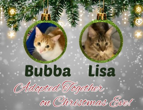 Greeting Card, Mail, Cat. Text: Lisa Bubba Adopted Together on Christmas Eve!