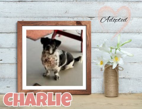 Dog, Greeting Card, Flower. Text: Adopted CHARLIE