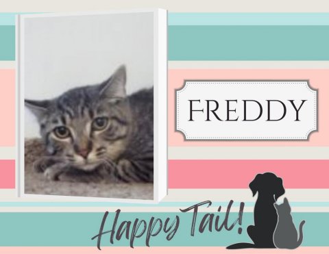 Cat, Pet, Kitten. Text: FREDDY Happy Tail!