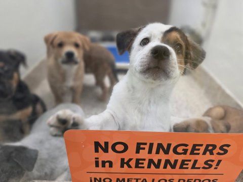 Canine, Dog, Hound. Text: NO FINGERS in KENNELS! ¡NO