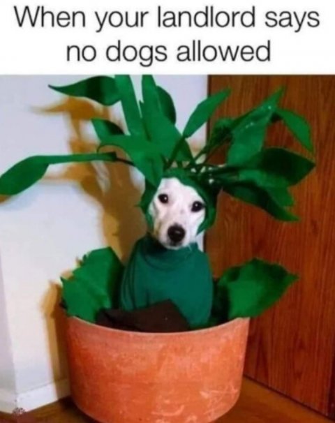Potted Plant, Planter, Leaf. Text: When your landlord says no dogs allowed