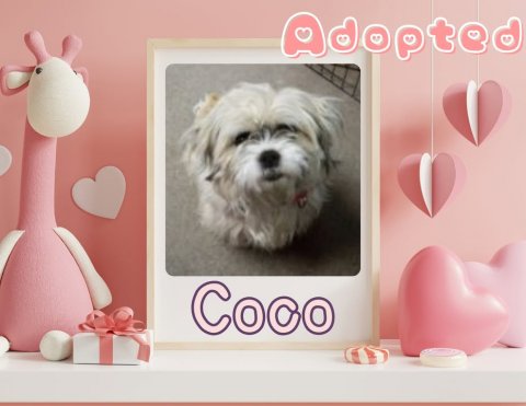 Greeting Card, Mail, Dog. Text: Adopted Coco
