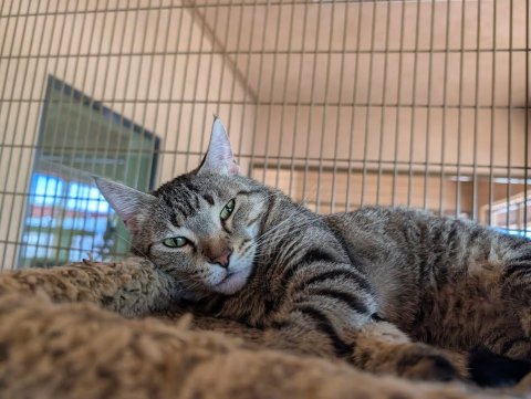 Abyssinian, Cat, Pet.