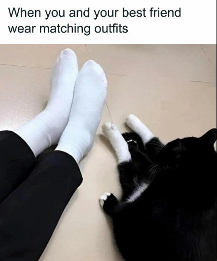 Hosiery, Sock, Cat. Text: When you and your best friend wear matching outfits
