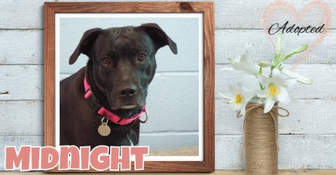 Greeting Card, Canine, Dog. Text: Adopted MIDNIGHT