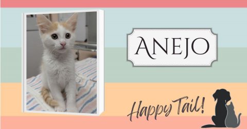 Cat, Kitten, Pet. Text: ANEJO Happy Tail!