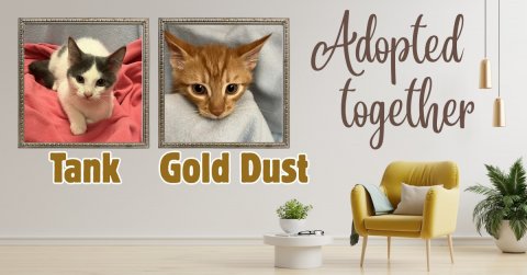 Painting, Cat, Plant. Text: Adopted together Tank Gold Dust