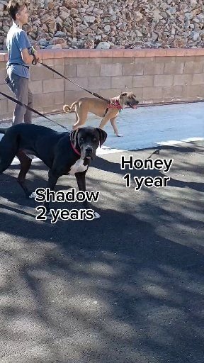 Boy, Child, Person. Text: Honey 1 year Shadow 2 years
