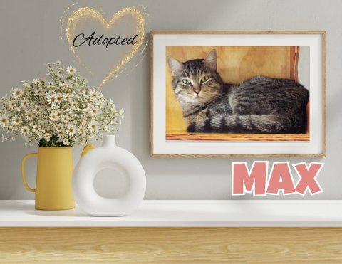 Potted Plant, Pottery, Vase. Text: Adopted MAX