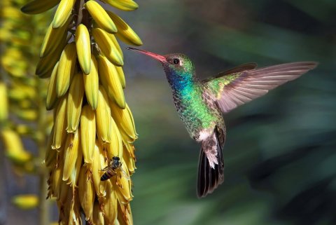 Animal, Bird, Hummingbird.