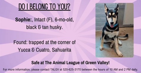 Canine, Dog, Husky. Text: DO I BELONG TO YOU? Sophie:, Intact (F), 6-mo-old, black &amp; tan husky. Found: trapped at the corner of Yucca &amp; Cuatro, Sahuarita Safe at The Animal League of Green Valley! For more information, please contact TALGV at 520-625-3170 between the hours of 10 AM and 2 PM daily.
