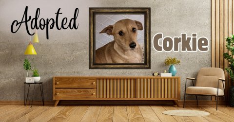 Interior Design, Living Room, Wood. Text: Adopted Corkie