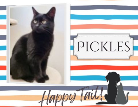 Cat, Mammal, Pet. Text: PICKLES Happy Tail!