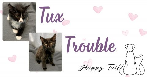 Cat, Kitten, Greeting Card. Text: Tux Trouble