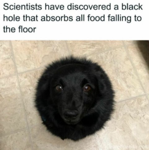 Canine, Dog, Pet. Text: Scientists have discovered a black hole that absorbs all food falling to the floor