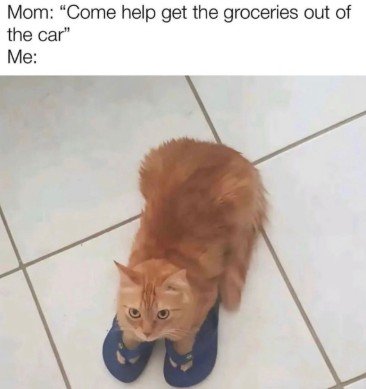 Cat, Mammal, Pet. Text: Mom: "Come help get the groceries out of the car" Me: