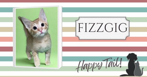Greeting Card, Cat, Pet. Text: FIZZGIG Happy Tail!