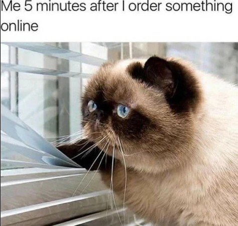 Cat, Pet, Siamese. Text: Me 5 minutes after I order something online