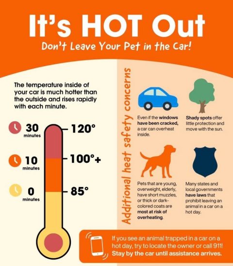 Advertisement, Poster, Spoon. Text: It's HOT Out Don't Leave Your Pet in the Car! The temperature inside of your car is much hotter than the outside and rises rapidly with each minute. Even if the windows Shady spots offer have been cracked, little protection and 30 120° a car can overheat move with the sun. inside. minutes 100°+ 10 minutes Pets that are young. Many states and 85° overweight, elderly, local governments have short muzzles, have laws that minutes or thick or dark- prohibit leaving an colored coats are animal in a car on a most at risk of hot day.