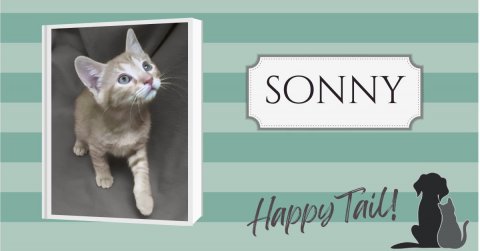 Cat, Pet, Kitten. Text: SONNY Happy Tail!