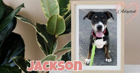 Greeting Card, Dog, Leaf. Text: Adopted JACKSON