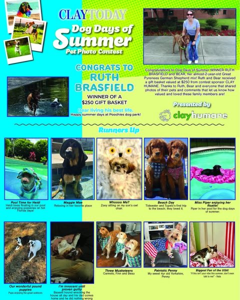 Advertisement, Poster, Person. Text: CLAYTODAY Summer Dog Photo Days of Pet Contest CONGRATS TO BRASFIELD and BEAR, her almost-2-year-old Great RUTH A gift basket valued at $250 from contest sponsor CLAY BRASFIELD HUMANE, Thanks to Ruth Bear and everyone that shared photos of their pets and comments that let us know how valued and loved these family members are WINNER OF A $250 GIFT BASKET Presented by Bear living his best life Happy summer days at Poochies dog park! clayhumane Runners Up