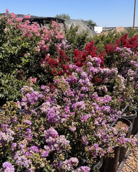 Vegetation, Herbal, Dahlia.