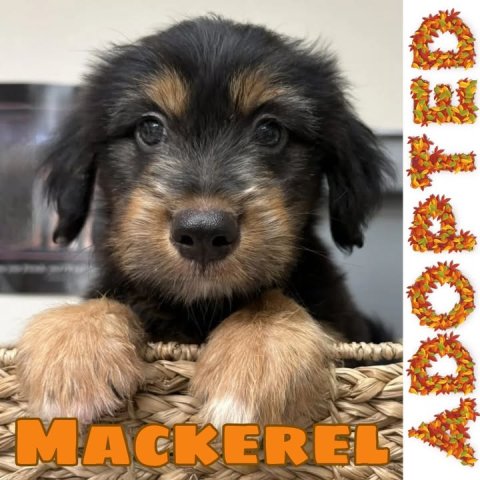 Dog, Puppy, Hound. Text: MACKEREL ADOPTED
