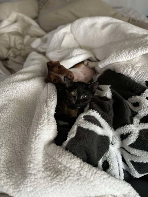 Blanket, Dog, Cat.