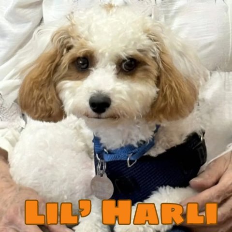 Canine, Dog, Poodle. Text: LIL' HARLI