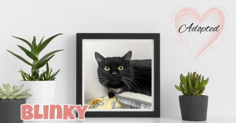 Plant, Potted Plant, Planter. Text: Adopted BLINKY