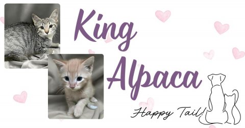 Cat, Kitten, Greeting Card. Text: King Alpaca