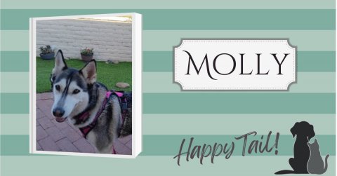 Canine, Dog, Husky. Text: MOLLY Happy Tail!