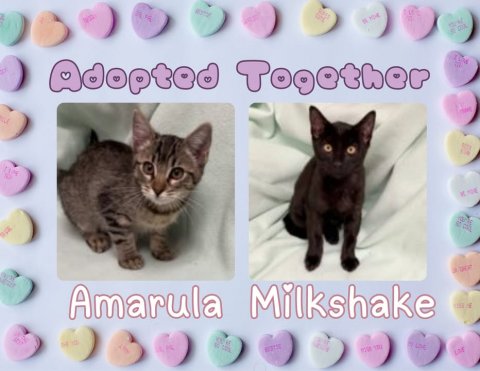 Cat, Mammal, Pet. Text: Adopted Together Amarula Milkshake