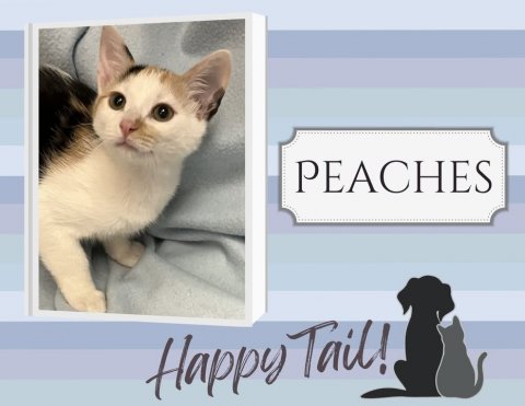 Cat, Mammal, Pet. Text: PEACHES Happy Tail!