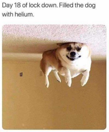 Snout, Dog, Chihuahua. Text: Day 18 of lock down. Filled the dog with helium.
