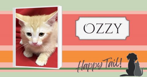 Cat, Kitten, Pet. Text: OZZY Happy Tail!