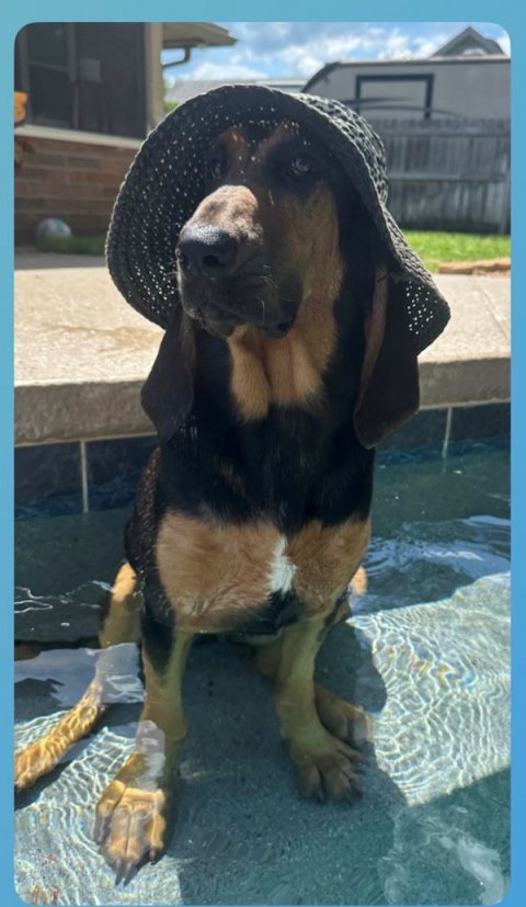 Dog, Hound, Hat.