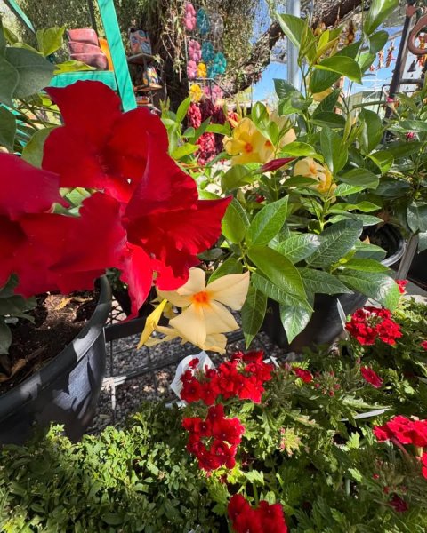 Planter, Potted Plant, Petal.