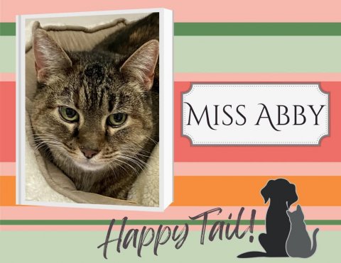Greeting Card, Cat, Pet. Text: MISS ABBY Happy Tail!